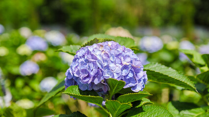 Hortensia hydrangea flower field in Chiangmai during the green rain season, Thailand. Royal Project Khun Pae Northern Thailand