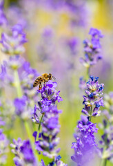 Spring lavender flowers under sunlight. Bees pollinate flowers and collect pollen. Lavender honey. Beautiful landscape of nature with a panoramic view. Hi spring. long banner