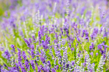 Fototapeta premium Spring lavender flowers under sunlight. Lilac flowers close up. Beautiful landscape of nature with a panoramic view. Hi spring. long banner