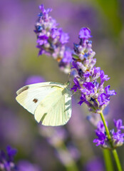 Butterflies on spring lavender flowers under sunlight. Beautiful landscape of nature with a panoramic view. Hi spring. long banner