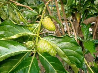 cheese fruit or  great morinda, Indian mulberry, noni, beach mulberry, vomit fruit, awl tree  close...