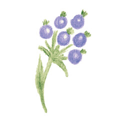 watercolor blueberry art drawn design