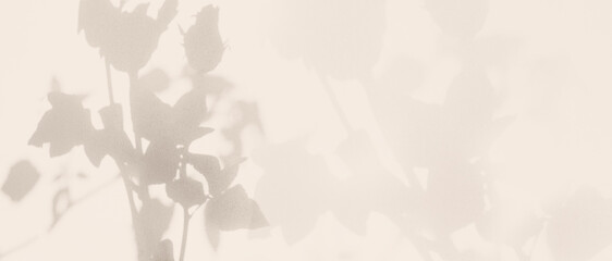 Beige Background Rose Flower Shadow Abstract Plant Texture Leaf Nature Light Overlay Tree Material...