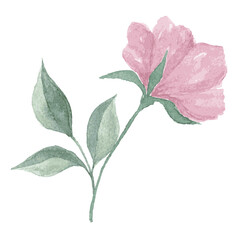 pink apple blossom flower watercolor art drawn