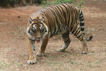 tiger in the wild