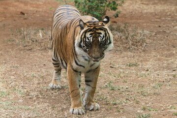 sumatran tiger