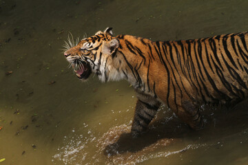 Angry