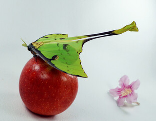 Beautiful green butterfly of an unusual shape Saturnia comet moth, Argema mimosae on red apple on...
