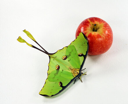Green butterfly and red apple, Saturnia comet moth, Argema mimosae  on white, beautiful natural background, wallpaper, postcard, for design and decoration