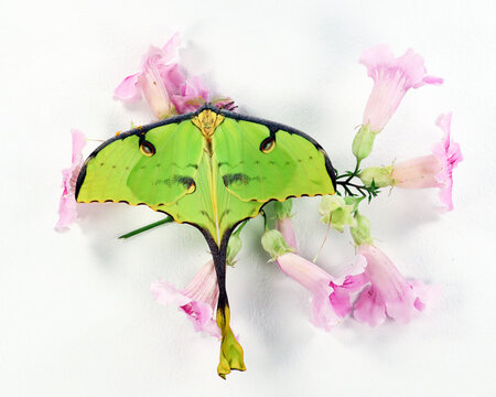 Green butterfly of an unusual shape Saturnia comet moth, Argema mimosae on pink flowers on white, beautiful natural background, wallpaper, postcard, for design and decoration
