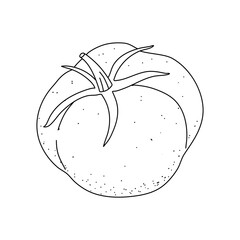 Tomato doodle. Hand drawn sketch icons of vegetable. Isolated vector illustration in doodle line style.