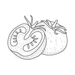 Tomato doodle. Hand drawn sketch icons of vegetable. Isolated vector illustration in doodle line style.