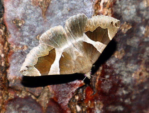 Motley beautiful moth Dysgonia algira feeds on tree sap close-up macro in nature, mimicry, noctuidae, butterfly