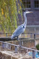 wild gray heron in the city