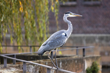 wild gray heron in the city