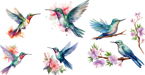 watercolor Hummingbird on white background © EnelEva