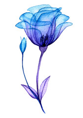 watercolor drawing, transparent rose flower. blue and purple flowers, x-ray