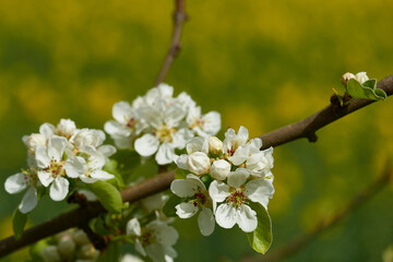 Birnbaum Blüten auf einer Streuobstwiese	