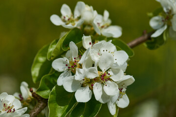 Birnbaum Blüten auf einer Streuobstwiese	