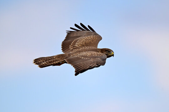 M&auml;usebussard // Common buzzard (Buteo buteo)