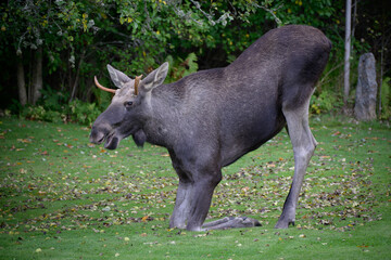 Fototapeta na wymiar Elk in the garden
