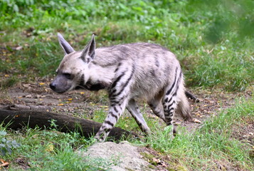 A striped hyena looks for food in the savannah