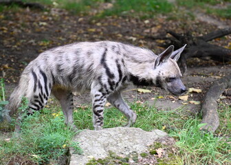 A striped hyena