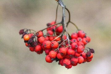 Autumn Forest, the Nature of Ukraine