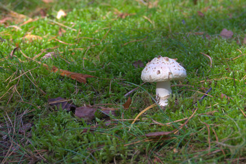 samotny grzyb w osnowie mchu w lesie © Tomasz