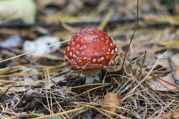Autumn Forest, the Nature of Ukraine