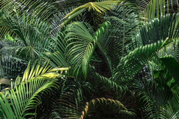 Dark green tropical leaves natural texture background