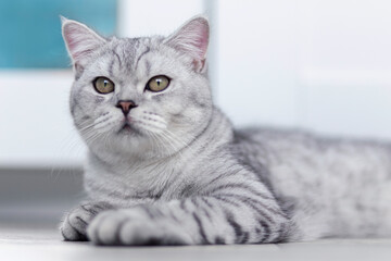 A beautiful domestic cat is resting in a light blue room, a gray Shorthair cat with yellow eyes looking at the camera.