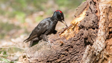 red billed hornbill