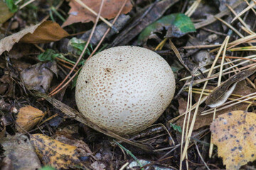 Autumn Forest, the Nature of Ukraine