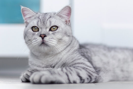 A beautiful domestic cat is resting in a light blue room, a gray Shorthair cat with yellow eyes looking at the camera.