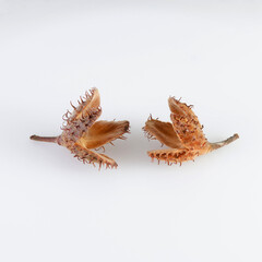 Beech nuts and seed pod on white background