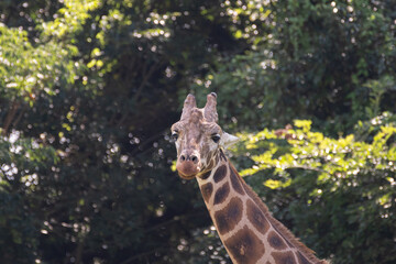 Obraz premium 可愛いキリン