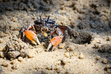 Ghost Crab next to its burrow, small semiterrestrial crab, New South Wales, Australia.