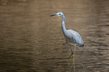 White Faced Egret, Small Blue Heron, isolated against natural background. Hunting a estuary, New South Wales, Australia.