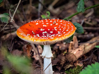 Ein großer roter Fliegenpilz steht mitten im Wald