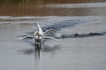 Höckerschwäne während der Brutzeit	