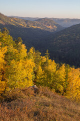 Fototapeta premium Autumn landscape with mountains covered with forest and trees with bright yellow foliage on a sunny day.