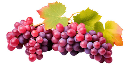 Fototapeta premium Vibrant Grapevines with Ripe Grapes Isolated on Transparent or White Background, PNG