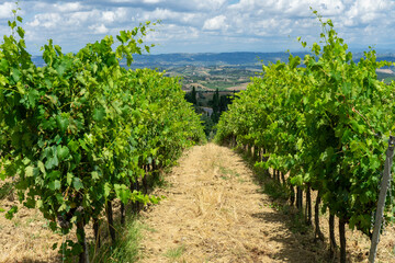 Fototapeta na wymiar vineyard in the tuscany region country