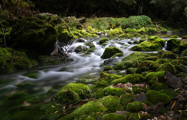 A cold mountain river flowing through a mystical green gorge. The stones are moss-covered