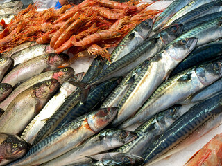 fresh fish on the market