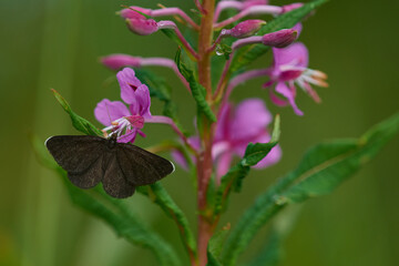 Schwarzspanner ( Odezia atrata )	