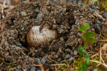 Weinbergschnecke hat sich in den  Waldboden eingegraben