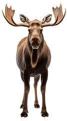 Majestic Moose Standing Still Isolated on Transparent or White Background, PNG