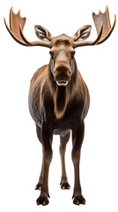 Fototapeta premium Majestic Moose Standing Still Isolated on Transparent or White Background, PNG